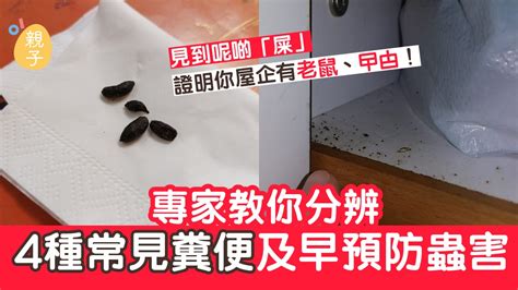 房間有蛇|家居滅蟲｜留意屋企有冇呢啲黑點 四種黑點非污垢而 